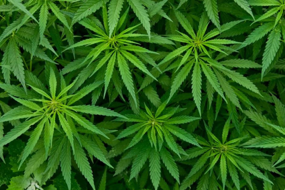 Presentan Iniciativa de Ley para regularizar en Guatemala el uso del Cannabis y sus derivados para los mayores de 18 a&ntilde;os. (Foto: Archivo/yournewswire.com)