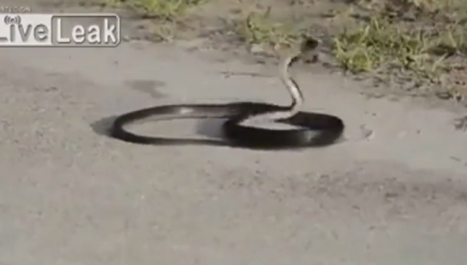 Esta víbora no está bien. Mírala contonearse frenéticamente. (Foto: You Tube).