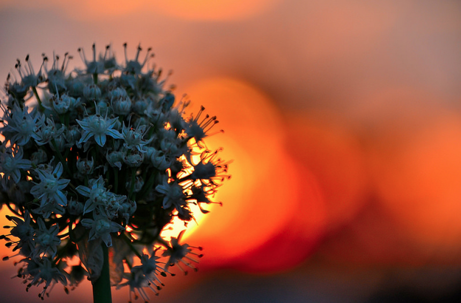 "Flor en verano" es una de las fotograf&iacute;as seleccionadas para la competencia bajo el tema "jardines".&nbsp;
