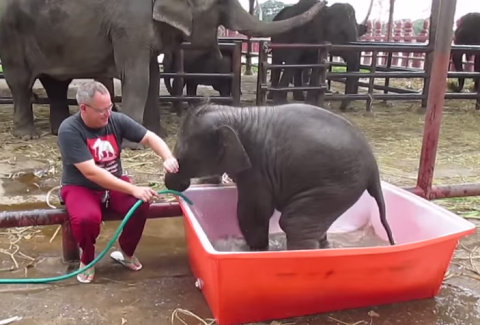 El video fue captado en un centro de cuidado de elefantes en Ayutthaya, Tailandia. (Foto YouTube)