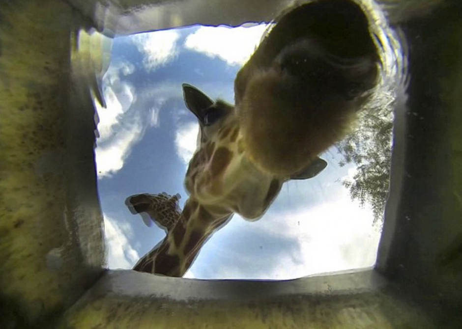 El empleado del zool&oacute;gico recopil&oacute; 30 horas de grabaci&oacute;n. (Foto: Daily Mail)