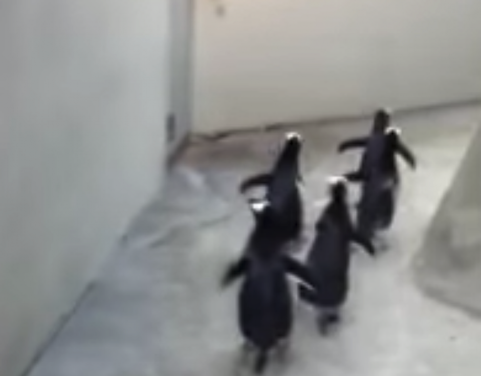 Estos curiosos ping&uuml;inos de un zool&oacute;gico de Rusia corren fuera de su jaula, como si estuvieran ensayando los planes de sus colegas del cine. (Foto: YouTube)