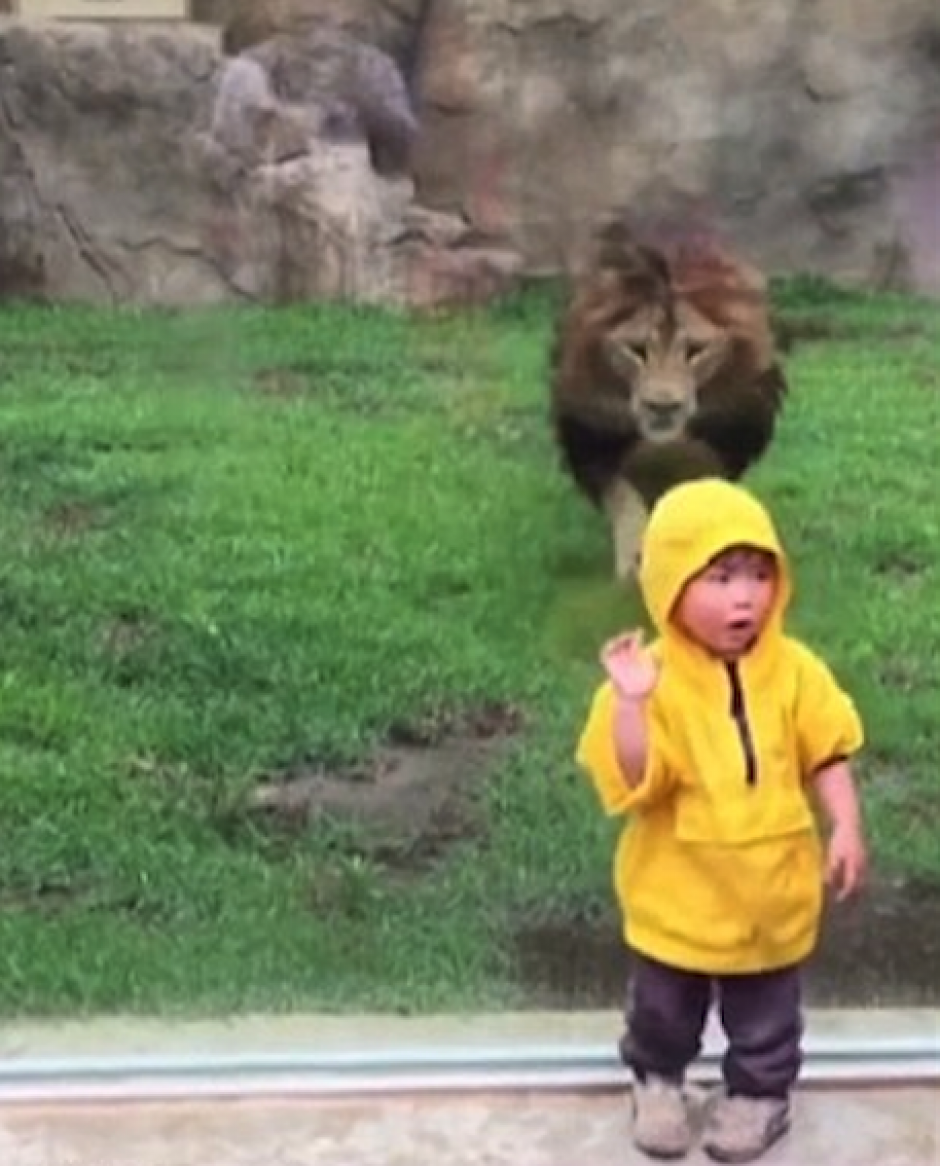 El ni&ntilde;o estaba disfrutando del le&oacute;n y no se esperaba un susto as&iacute;. (Foto: DailyMail)