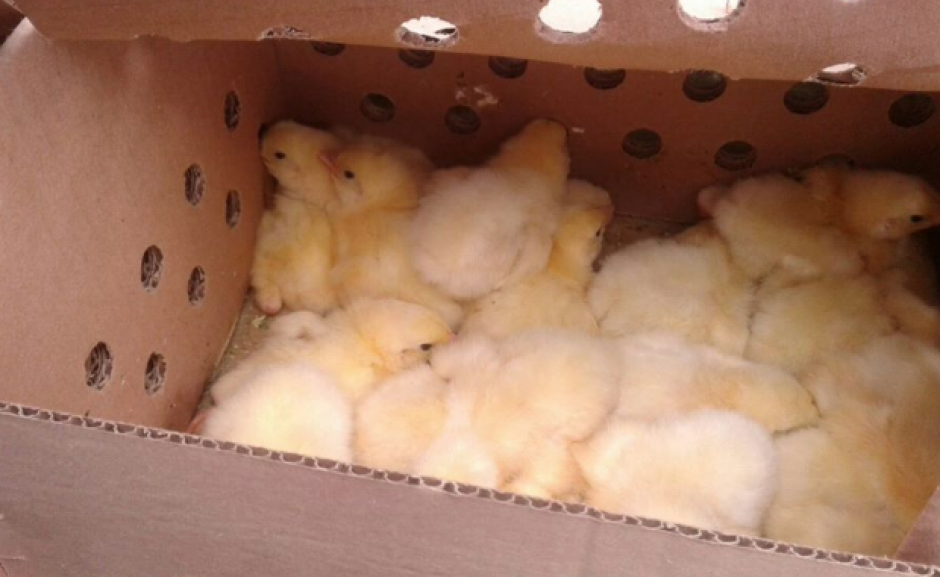 M&aacute;s de 9 mil pollos de un d&iacute;a de vida fueron sacrificados cuando cruzaban el pa&iacute;s de contrabando. (Foto: Canal 46)