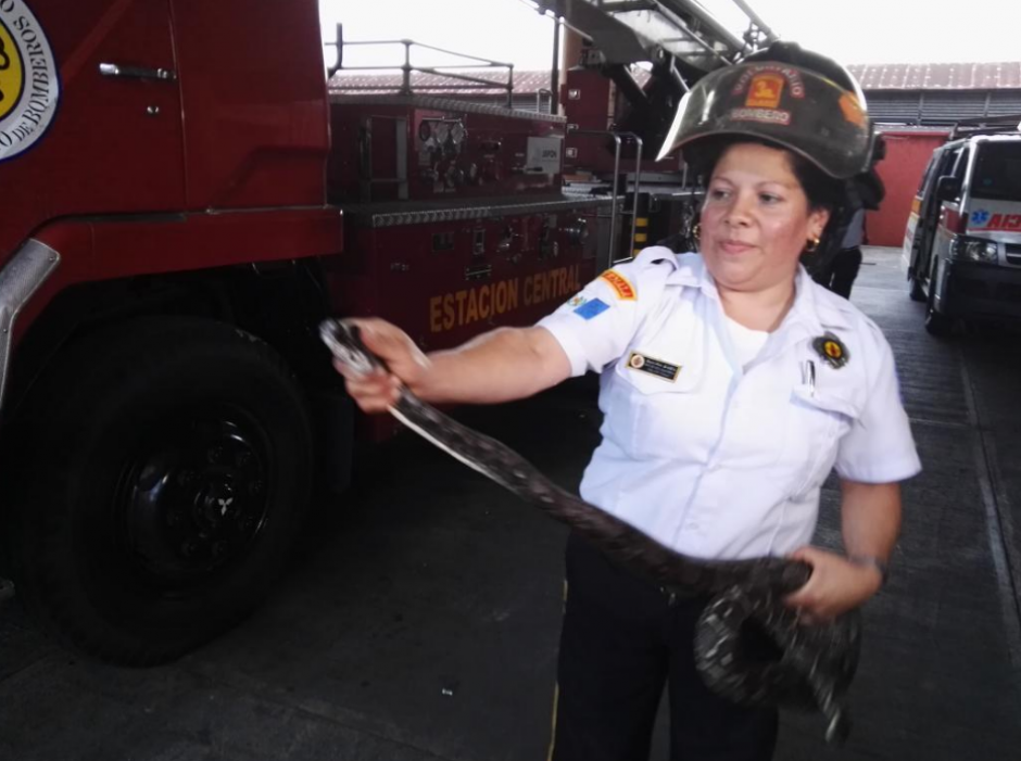 La serpiente localizada ten&iacute;a una longitud de metro y medio. (Foto: Bomberos Voluntarios)