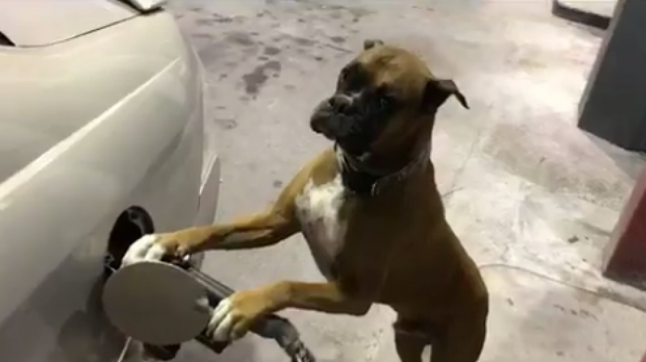 Boston es un boxer que ama los Mannequin Challenge. (Foto: Twitter)