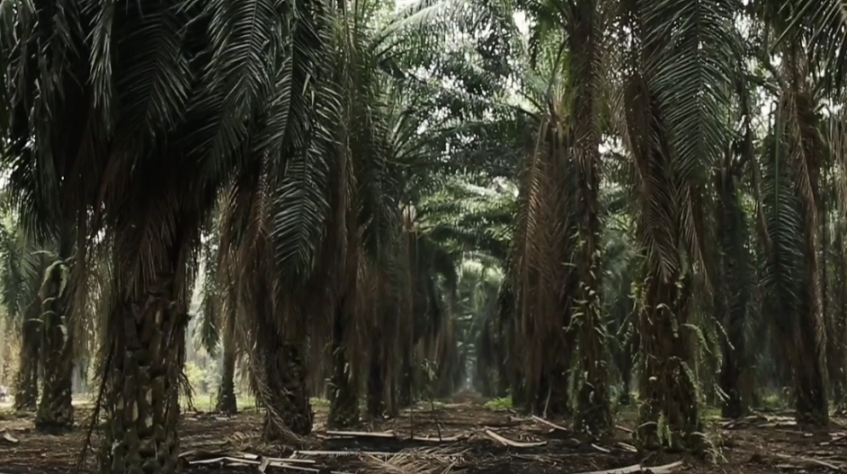 La finca fue invadida esta madrugada y varios colaboradores fueron secuestrados. (Foto: NaturAceites)