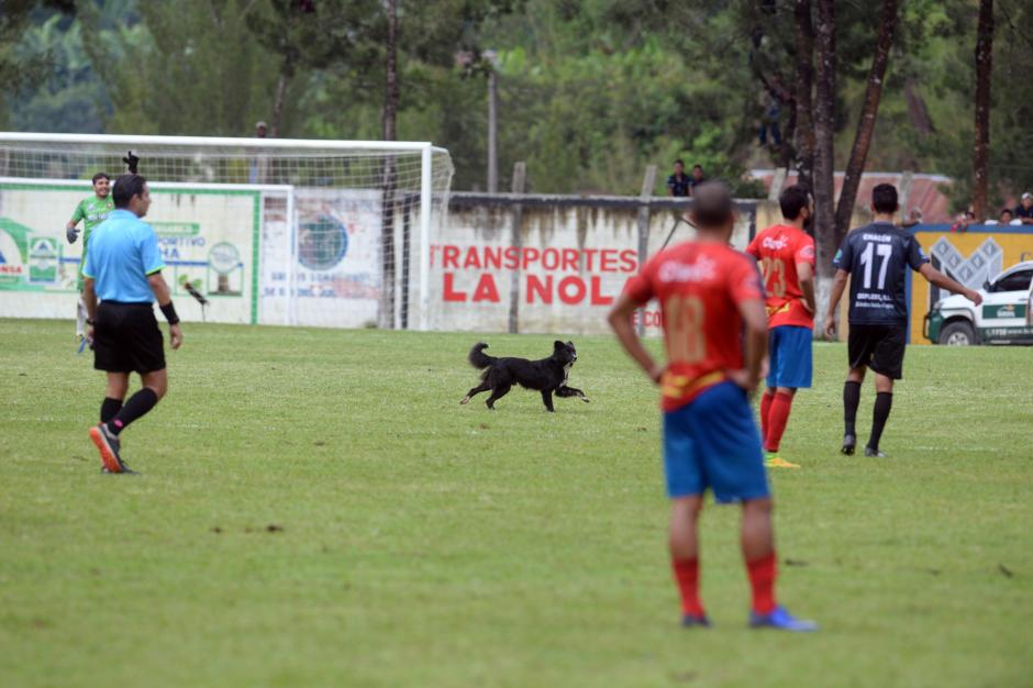 El perro corri&oacute; por la cancha antes de ser atrapado. Fue el que m&aacute;s se divirti&oacute; durante el juego. (Foto: Diego Galiano/Nuestro Diario)