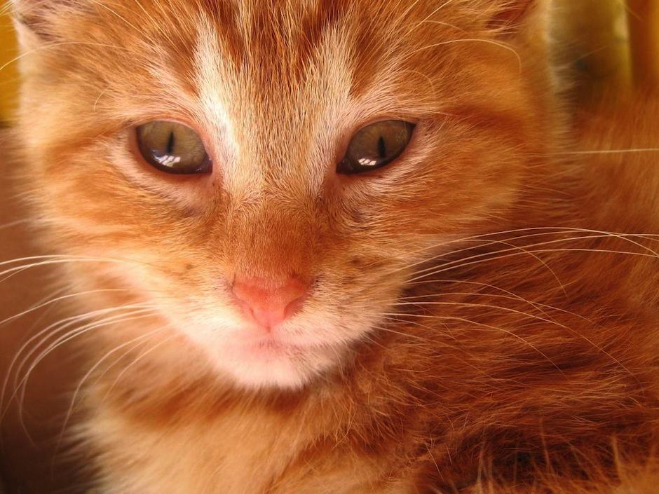 Comunidad gatuna celebra su 48 jornada de castraci&oacute;n. (mundogatos.coml)&nbsp;