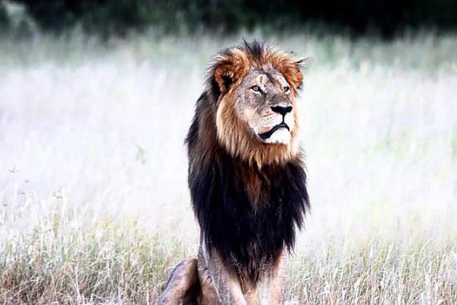 Desde hace 13 a&ntilde;os Cecil, un le&oacute;n de melena negra, era una celebridad entre todos los amantes de los safaris de Zimbabwe.