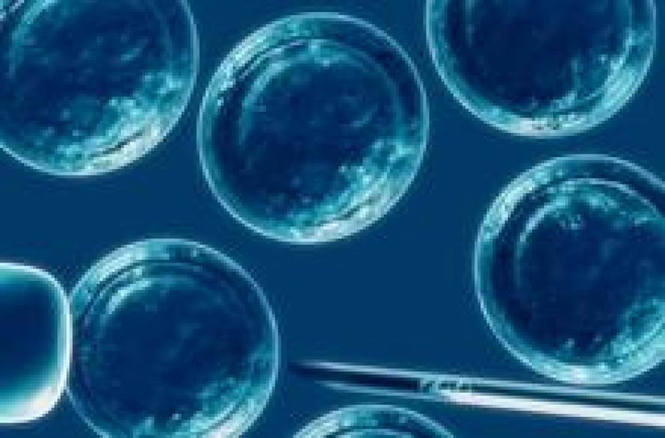 El estudio, publicado en enero en dos art&iacute;culos que recogi&oacute; Nature, demostraba un m&eacute;todo muy sencillo para reprogramar c&eacute;lulas adultas &nbsp;y obtener as&iacute; c&eacute;lulas madre, con capacidad para transformarse en cualquier tejido.