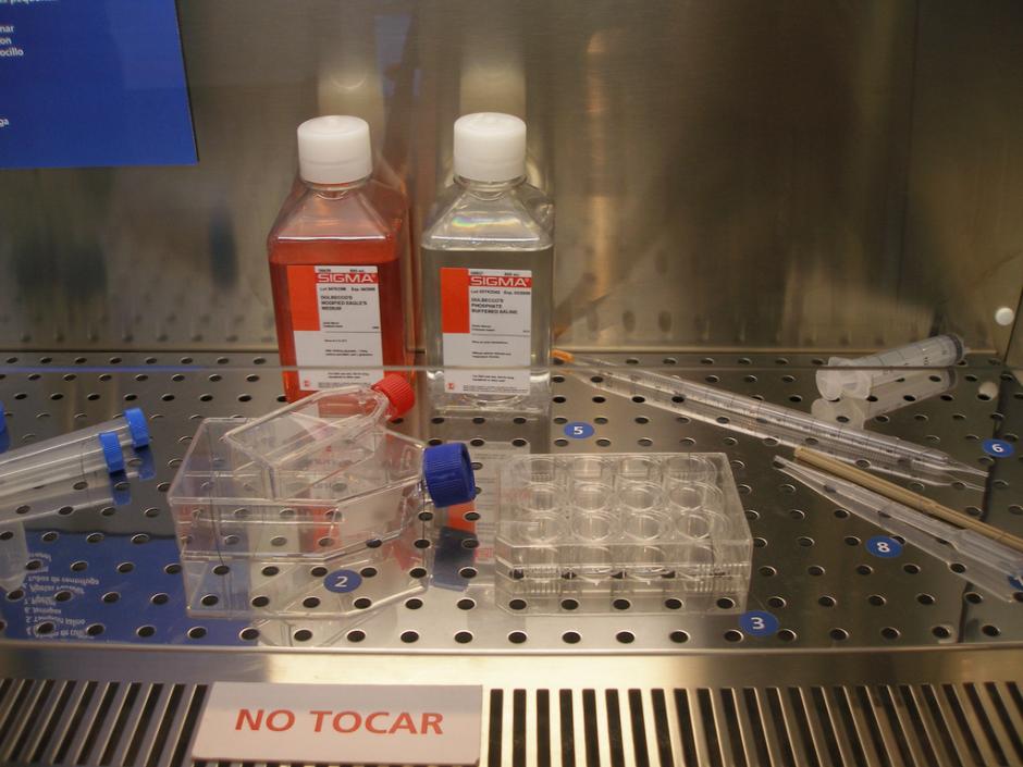 Obokata atrajo la atenci&oacute;n de la comunidad cient&iacute;fica al publicar un importante avance para producir &nbsp;c&eacute;lulas madre.&nbsp;Foto por Landahlauts en Flickr