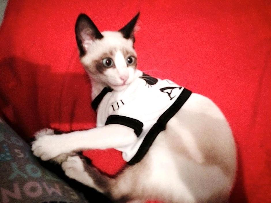 El d&iacute;a internacional del gato promueve su cuidado y adopci&oacute;n responsable. (Foto: Selene Mej&iacute;a/Soy502)&nbsp;