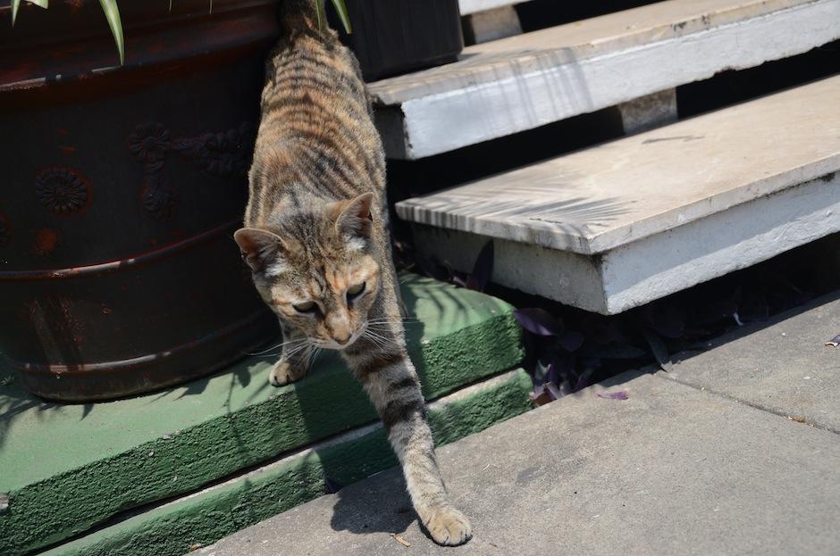 Charlotte es una linda gatita cuyo hogar son las instalaciones de grupo Albavisi&oacute;n. (Foto: Selene Mej&iacute;a/Soy502)&nbsp;