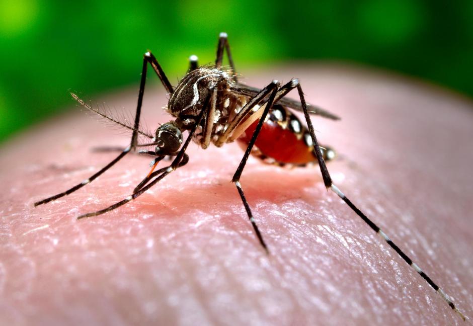 La Chikungunya se puede transmitir por la picadura de un mosquito. (Foto: geceka.com)
