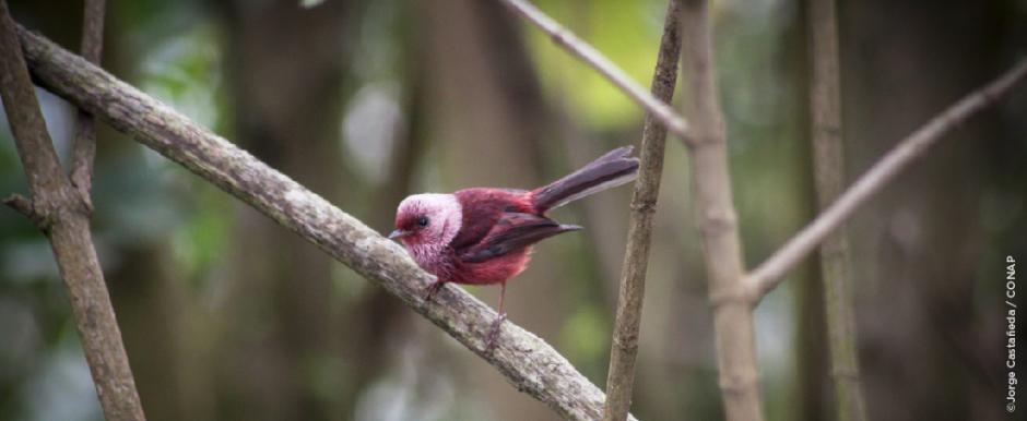 El Chipe Rosado es un ave que pocas veces se logra fotografiar por ser muy r&aacute;pido. (Foto: Jorge Casta&ntilde;eda/Conap)
