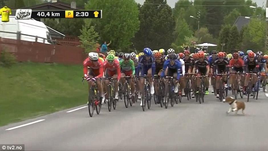 La repentina salida del perro provocó la caída de dos ciclistas. (Foto: dailymail.co.uk)