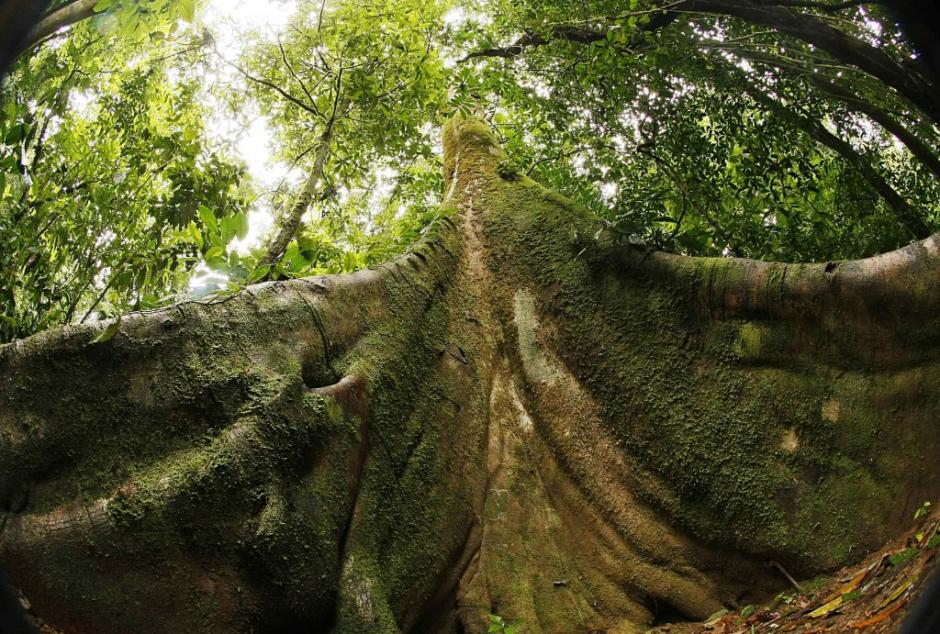 Los bosques liberan m&aacute;s agua que los pastizales y los paisajes de uso mixto durante la estaci&oacute;n seca, lo que apunta a la importancia de los bosques en la regulaci&oacute;n del flujo de agua durante todo el a&ntilde;o en climas estacionales.&nbsp;&nbsp;