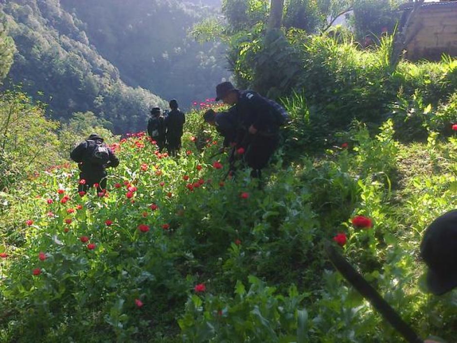 Los resultados de los operativos se darán a conocer en los próximos días al finalizarse la erradicación de amapola. (Foto: Ministerio Público)