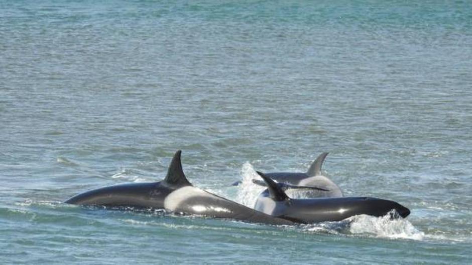 Las cuatro orcas estuvieron a punto de morir luego de quedar varadas sobre la arena. (Foto: El Clar&iacute;n)