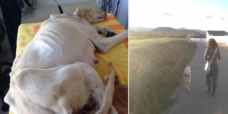 Esta linda perrita fue rescatada del maltrato. (Foto: Clinivet Turre Clinica Veterinaria)