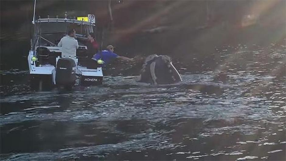 Una ballena atragantada con una bolsa pl&aacute;stica pide ayuda a pescadores en Australia.