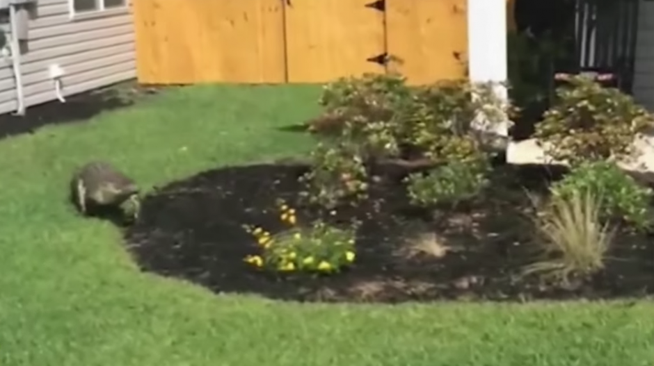 Un cocodrilo recorre un patio en Estados Unidos. (Captura de pantalla: YouTube/RT)