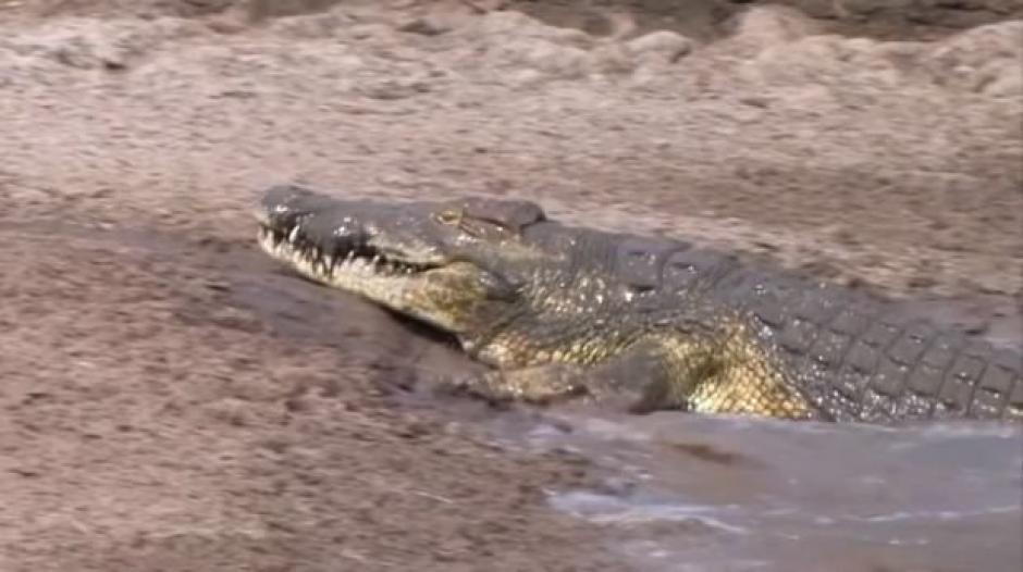 El video subido a redes sociales muestra los intentos fallidos del cocodrilo al cazar animales que beb&iacute;an de un r&iacute;o. (Foto: YouTube)