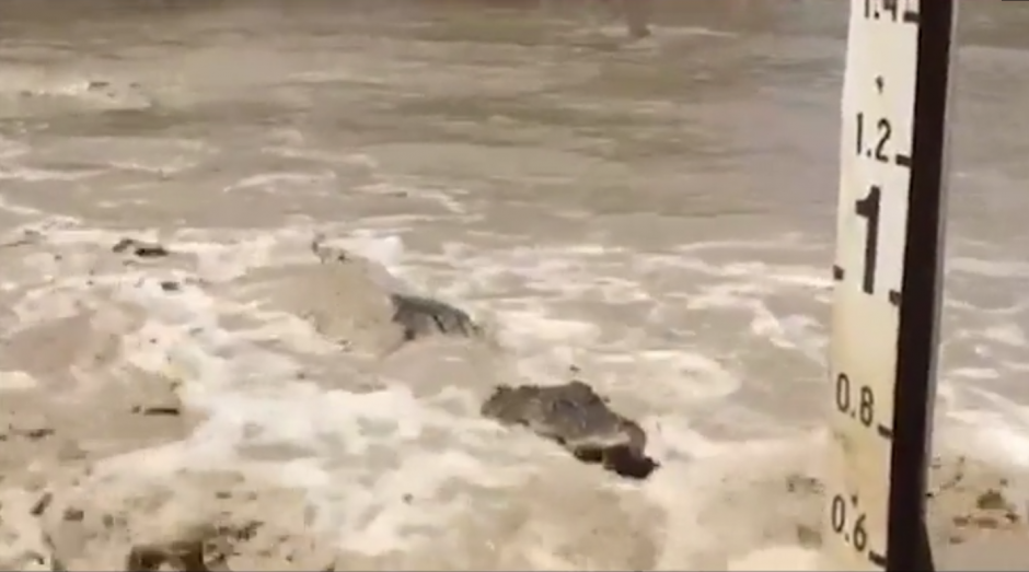 Algunos cocodrilos med&iacute;an hasta cuatro metros. (Imagen: captura de YouTube)