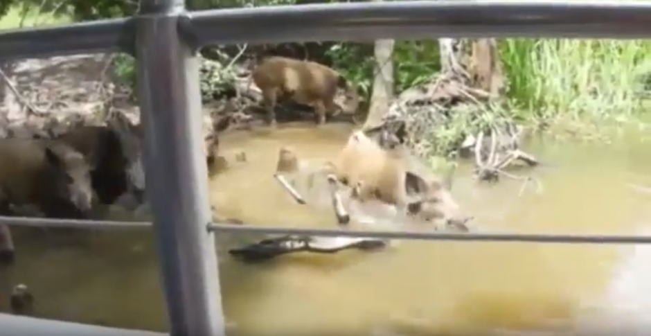 Un grupo de turistas provocan que un jabal&iacute; se meta al r&iacute;o. (Captura de pantalla: Brak/Youtube)