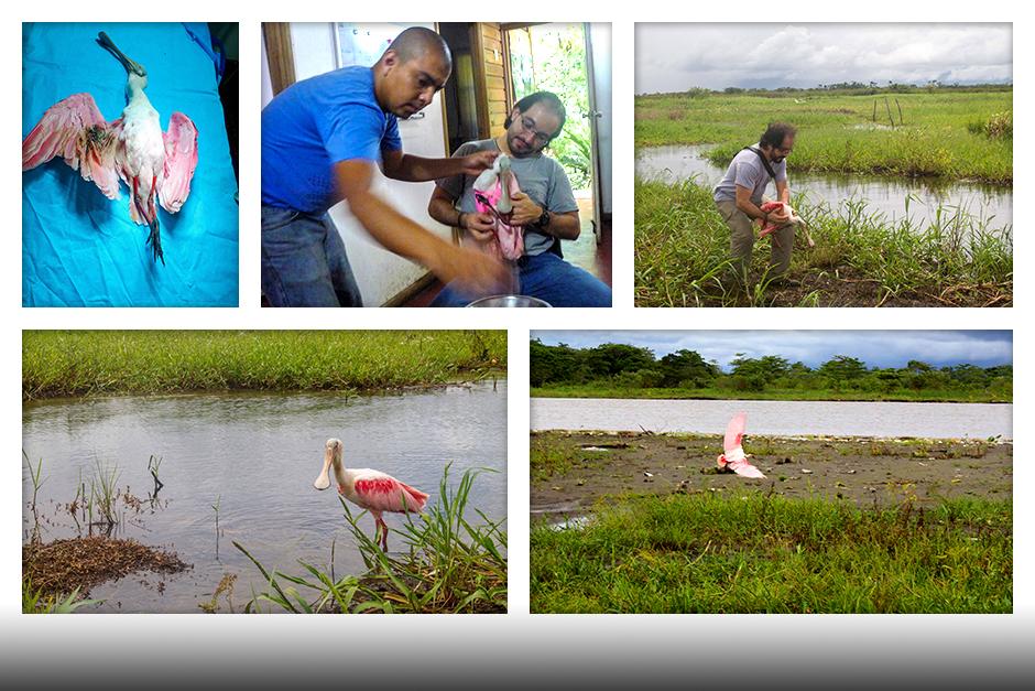 El ave fue atacada por desconocidos en los alrededores de la isla de Flores, Petén. La fundación Arcas Guatemala le dio tratamiento y hace poco fue puesta en libertad. (Foto: Arcas)
