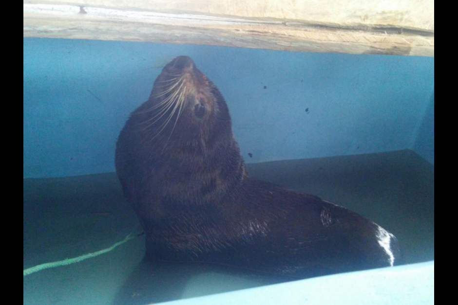 En el primer an&aacute;lisis realizado al lobo marino se determin&oacute; que estaba desnutrido. (Foto: Conap)