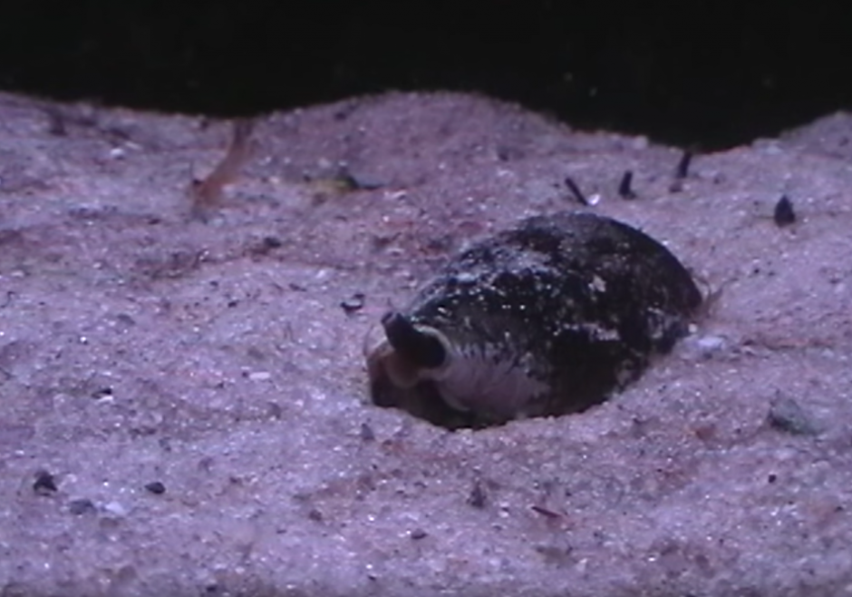 Este extra&ntilde;o caracol marino es carn&iacute;voro. (Captura de pantalla: Daily Mail)