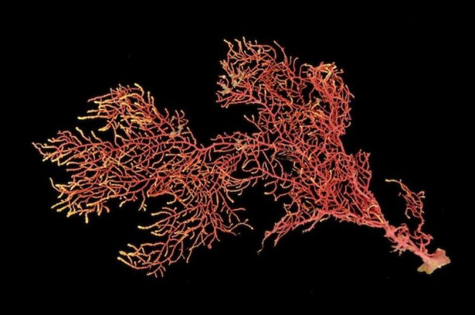 El cient&iacute;fico H&eacute;ctor Guzm&aacute;n bautiz&oacute; como "Eugorgia siedenburgae" al coral, en homenaje a Joan S. Siedenburg.