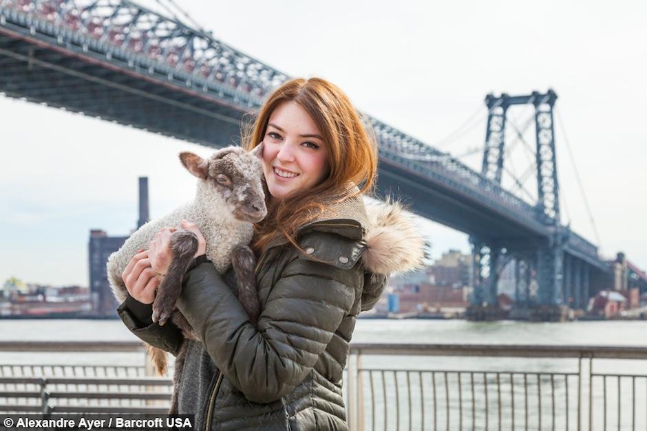 Smokey el corderito ha causado sensación entre los residentes de Nueva York. (Foto: Alexandre Ayer/Barcroft)