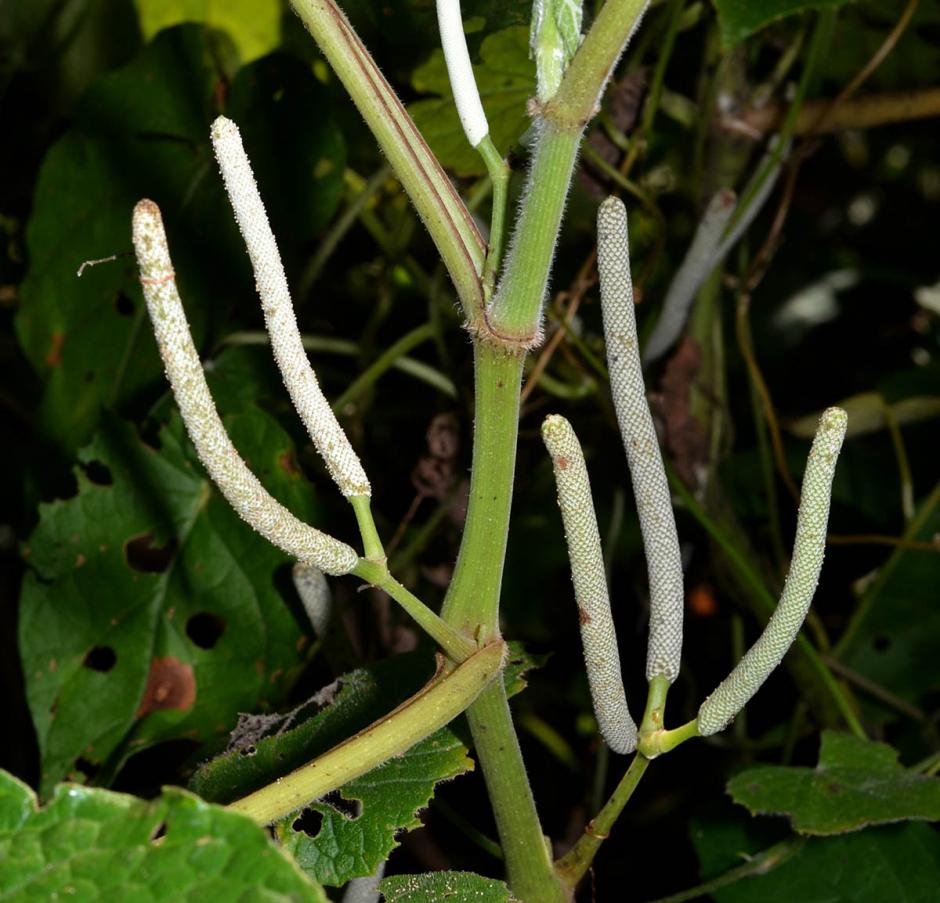 El INPA estudia la eficacia de hasta 15 plantas amaz&oacute;nicas con componentes prometedores para el combate a la malaria y las m&aacute;s exitosas hasta ahora han sido las realizadas con la sustancia extra&iacute;da de la Piper peltatum. (Foto: Intenert)&nbsp;
