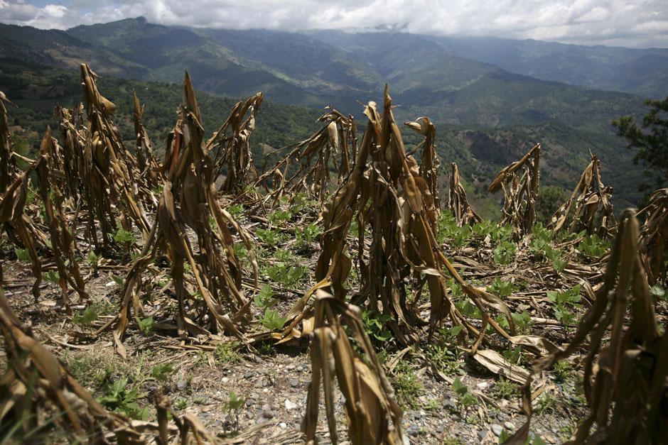 Se prevé que el fenómeno de El Niño no causará ni sequías ni lluvias abundantes durante los meses de diciembre y marzo.&nbsp;