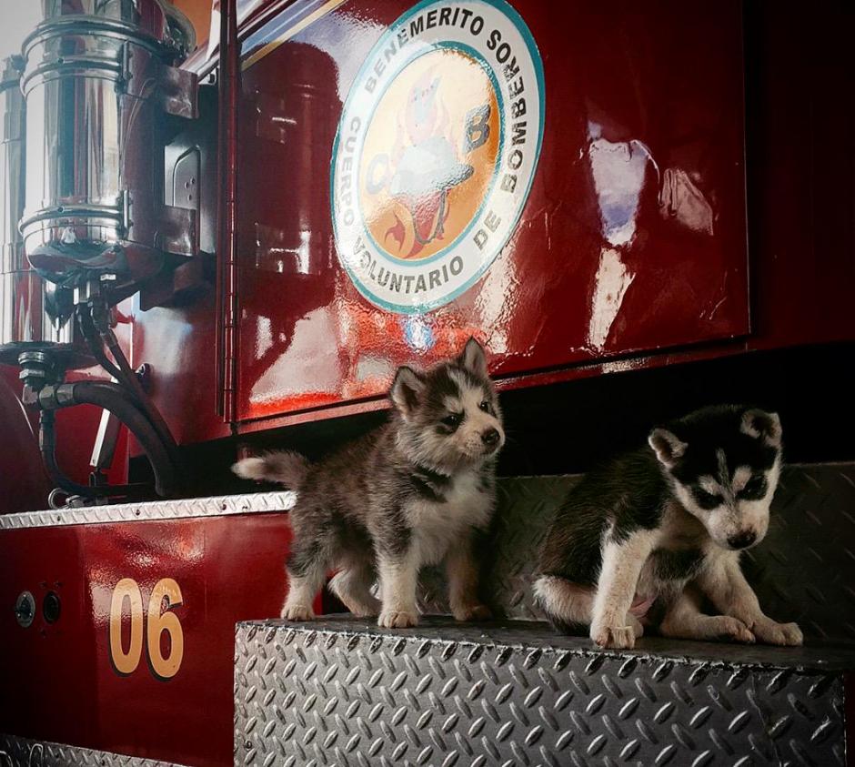 Los perros Fuego y Llama son los nuevos integrantes de la Brigada Canina de los Bomberos Voluntarios. (Foto:&nbsp;@BVoluntariosGT)