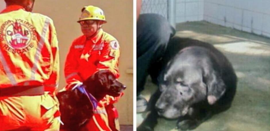 Fallece "Rex" el primer perro integrante de la Patrulla Canina de los Bomberos Voluntarios. El canino sirvió durante al menos 15 años. (Foto: Bomberos Voluntarios)
