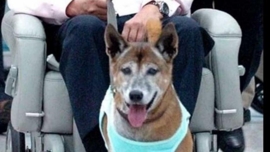 Hasta 37 a&ntilde;os de c&aacute;rcel podr&iacute;a ser la pena impuesta a un hombre que se burl&oacute; de una de las mascotas del rey de Tailandia Bhumibol Adulyadej. (Foto: AFP)