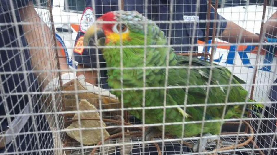Entre los rescatados, figura un loro que es parte del listado de especies amenazadas. (Foto Conap)