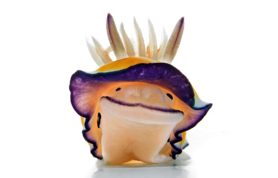 Cient&iacute;ficos publican fotos de las creaturas m&aacute;s tiernas con el hashtag #CuteOff. (Foto: David Doubilet/National Geographic) &nbsp;