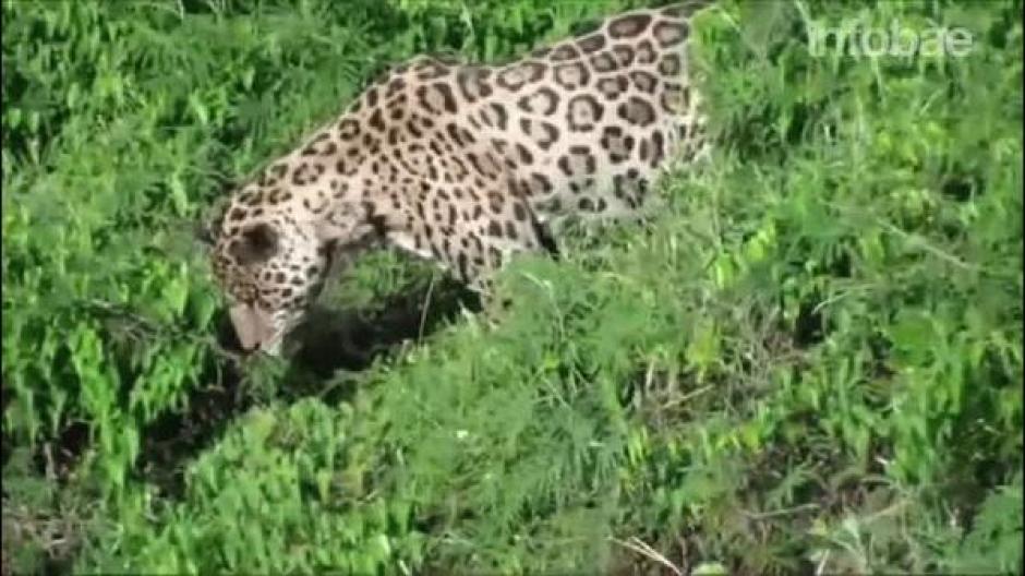 Un jaguar caza a un caim&aacute;n al saltar al r&iacute;o Amazonas. (Foto: YouTube)