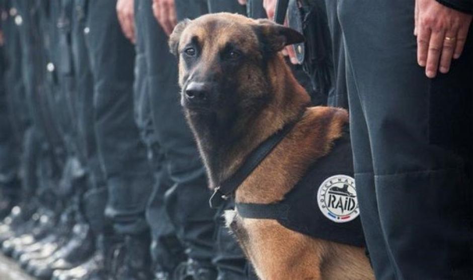 Una perra de asalto llamada Diesel de la fuerza de &eacute;lite francesa Raid, fue abatida el mi&eacute;rcoles durante el operativo antiterrorista lanzado en un apartamento de Saint Denis. (Foto: @PNationale)