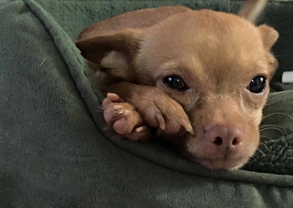 &iquest;Te acuerdas de Taquito? (Foto: Albergue Municipal de Mascotas)