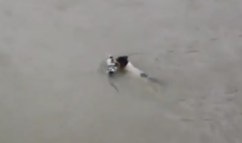 Una heroica perra, salva a sus cuatro cachorros que pod&iacute;an morir ahogados.