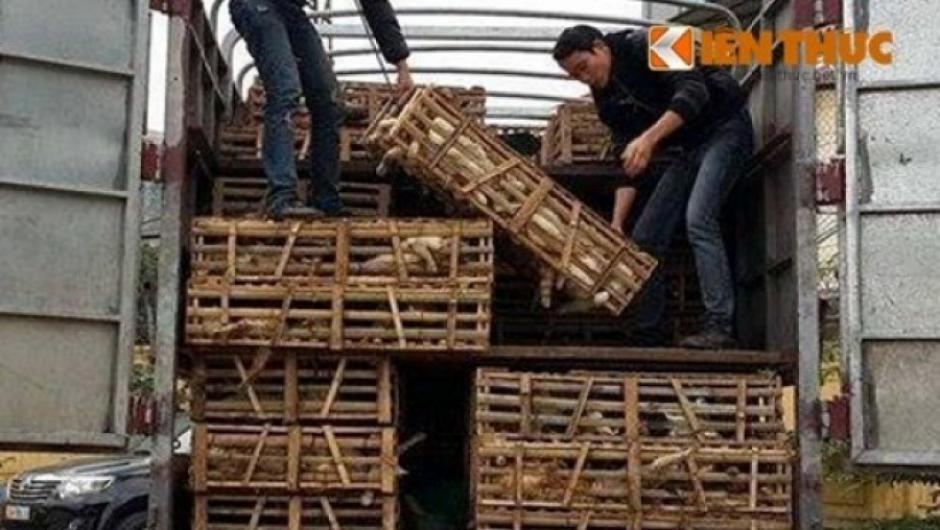 Los gatos eran trasladados en jaulas y su destino era los restaurantes en Vietnam donde la carne de felino es muy cotizada para su consumo.