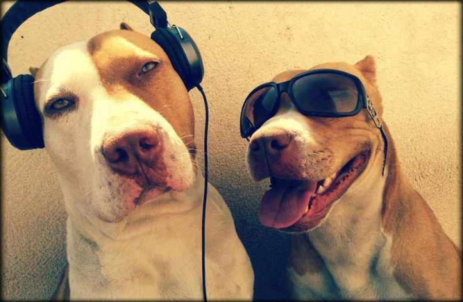 Este g&eacute;nero musical tuvo reacciones positivas al comportamiento de los perros. (Foto: Delgadeces Blog)