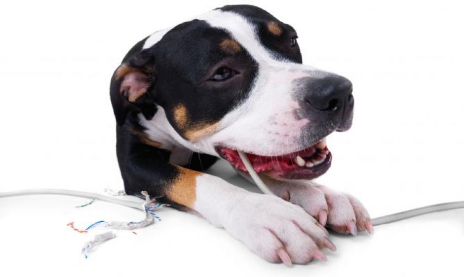 &iquest;Sabes c&oacute;mo actuar en caso de que tu mascota sufra una descarga el&eacute;ctrica? (Foto: Hogar util)