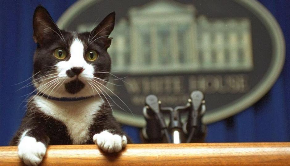 Socks alcanz&oacute; la fama cuando fue adaptado por la familia Clinton (Foto:posta.com.mx) 